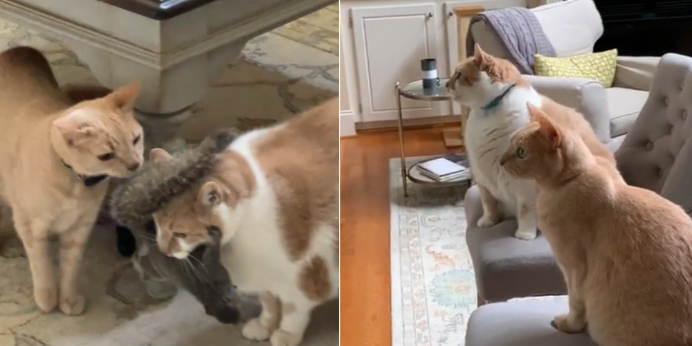 Orange Cats Shock Owner With Their Unusual “Gift” From Outside