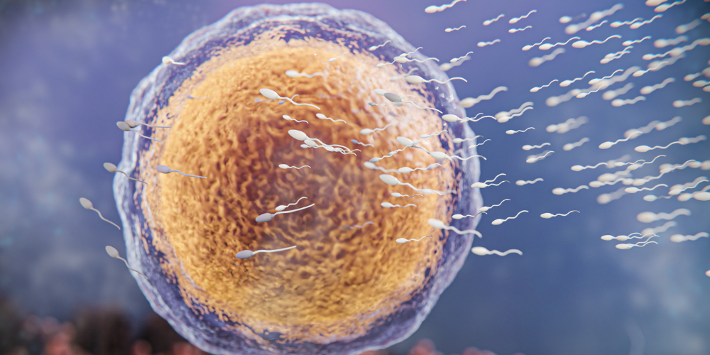 Why Sperm Struggles to Find Its Direction in Space