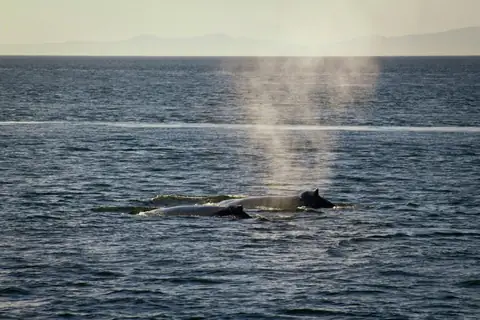 Scientists Use Underwater Fiber-Optic Cables to Save Endangered Orcas