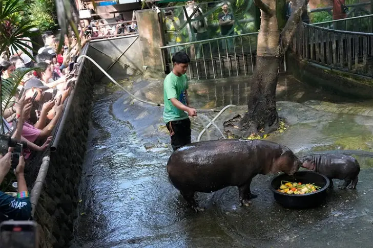Baby pygmy hippo named Moo-Deng has captured hearts.